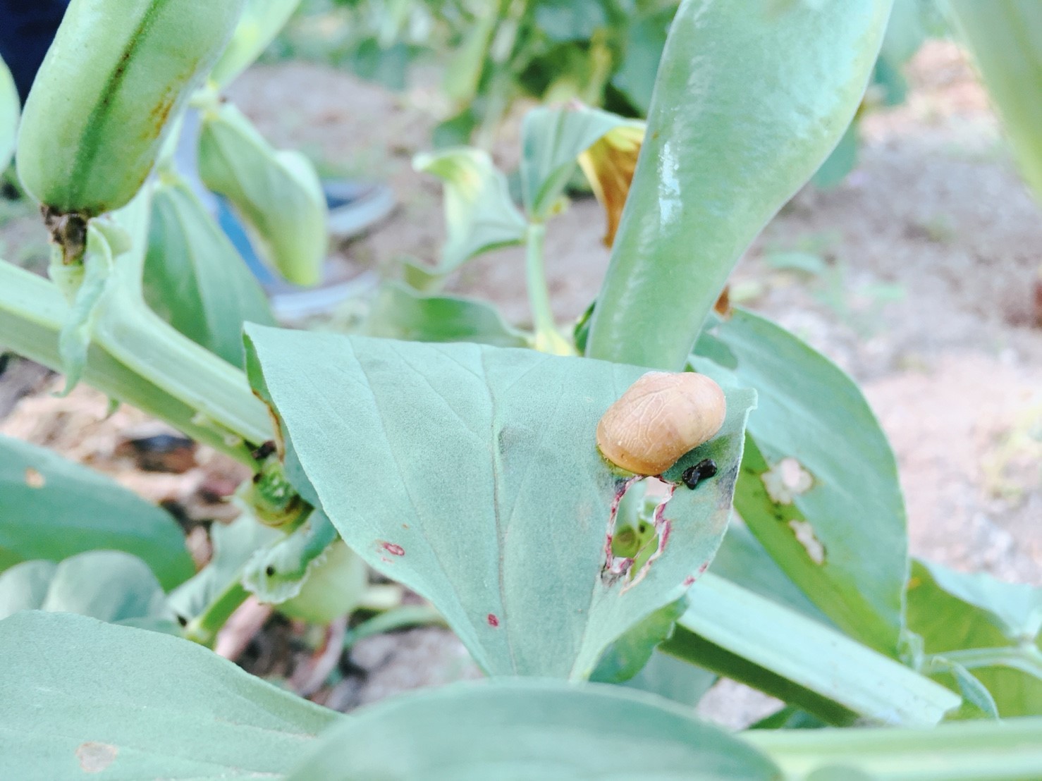 空豆の葉っぱの上にカタツムリを発見！土作りがしっかりしていれば、全ての野菜が虫に食べ尽くされてしまうことはほとんどないそう