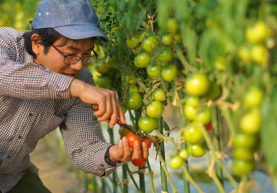 中村 陽介さん（トマトハウスナカムラ代表）がフルーツトマトを収穫している様子
