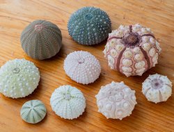 夏休み特別企画】海の生き物博士とつくる「ウニ殻標本＆ウニランプ