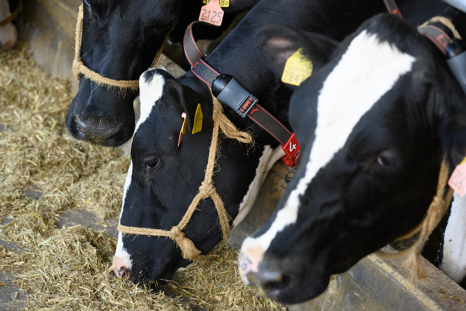 3,600頭を超える牛の情報は、番号とセンサーを使い、パソコンで管理。それぞれの、生年月日・名前・授精・診療・分娩・乳量等を記録し、さまざまな業務に使用・参考にしている。