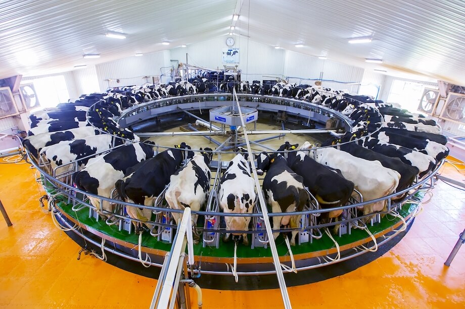 ドリームヒルの搾乳は機械化されており、牛にストレスがかからなく従業員の負担も軽減