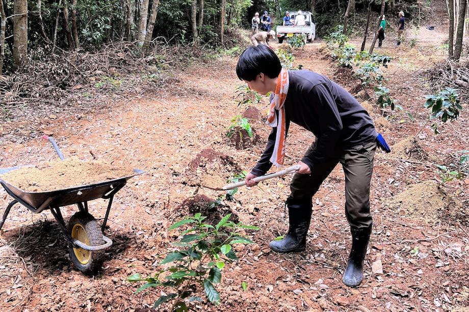知人のコーヒー豆農園で栽培のお手伝いをされる田村さん