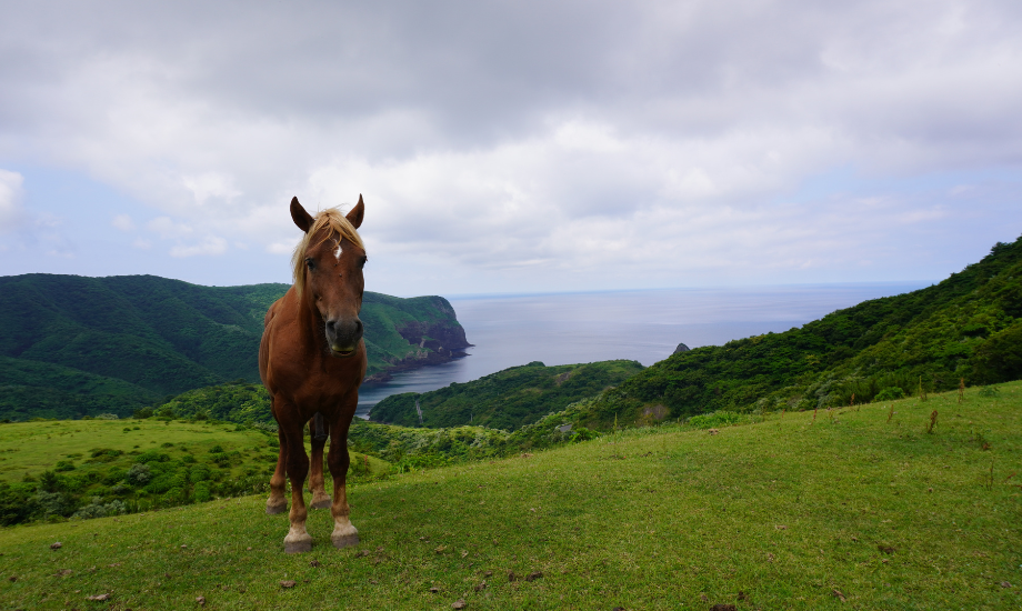 中ノ島の向かいにある、西ノ島の国賀海岸。垂直に切り取ったような断崖絶壁は圧巻。馬や牛が放牧されていて、島での自然体な暮らしを垣間見ることができる。