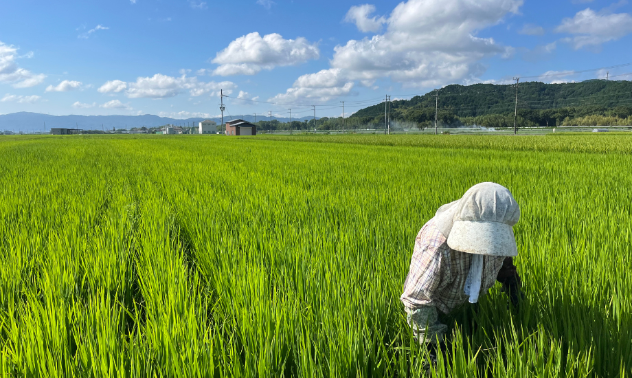 八木さんがローカルプロデュースしたいのは祖母が住む場所。地域を少しでも知りたいとの思いから農作業に通っているのだとか