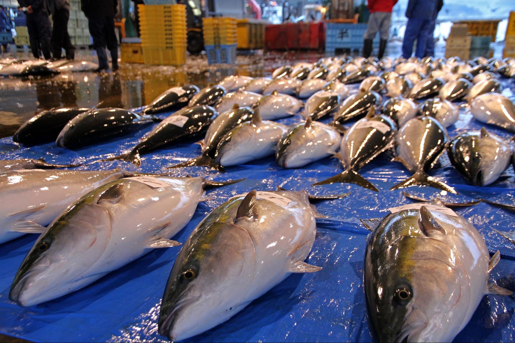 氷見の地域産品の一つ、寒ブリ
